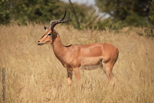 a male impala antelope in the dry grasslands of Etosha NP