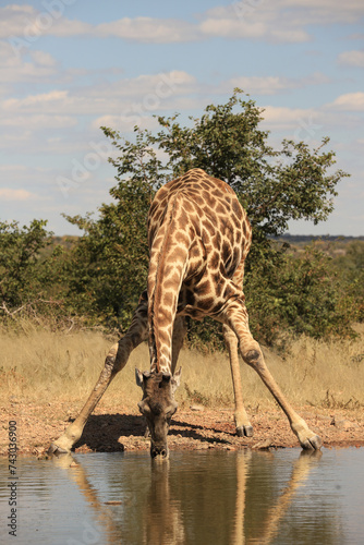 one giraffe drinks of a waterhole in Etosha Nationalpark
