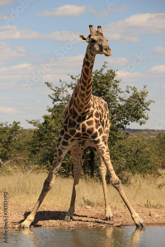 one giraffe drinks of a waterhole in Etosha Nationalpark