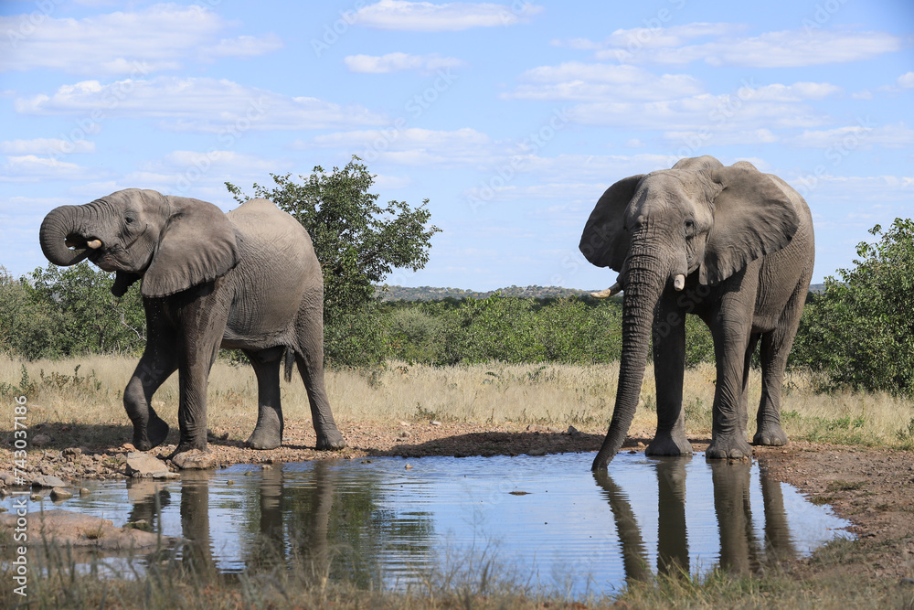 Fototapeta premium two african elephants drink at a waterhole in Etosha NP