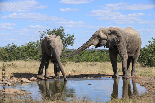 two african elephants drink at a waterhole in Etosha NP
