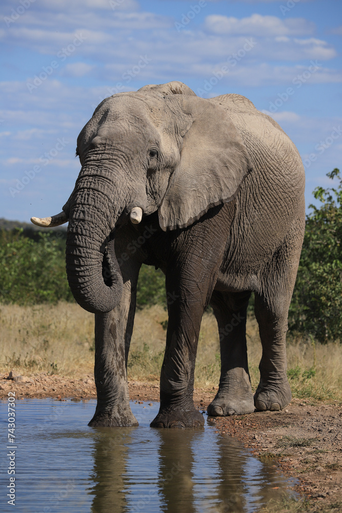 an african elephant drinks at a waterhole in Etosha NP