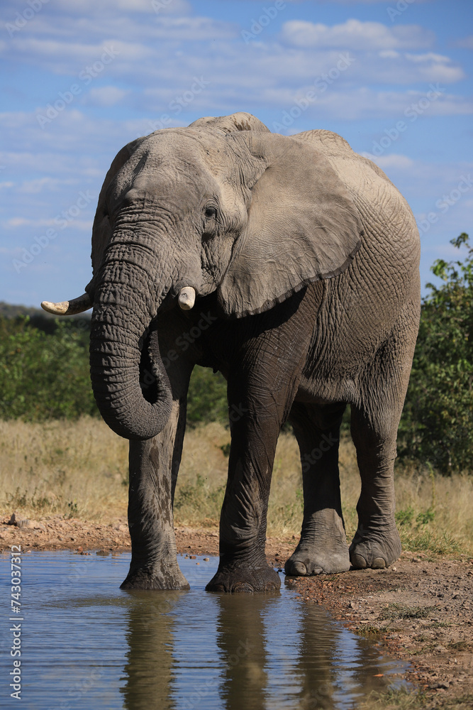 Obraz premium an african elephant drinks at a waterhole in Etosha NP
