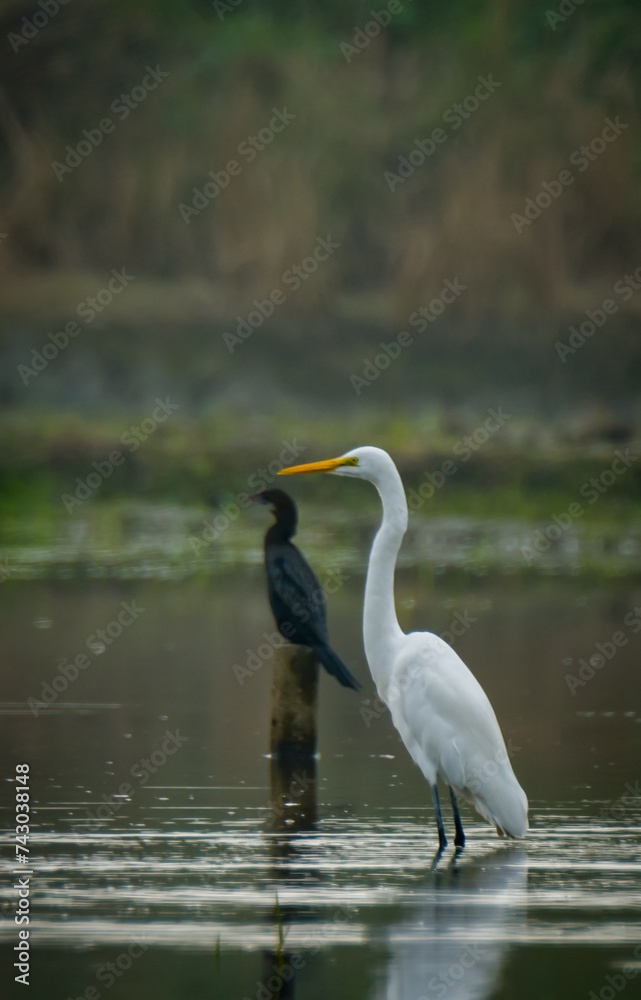 Obraz premium Little Egret the White birds in the Water.