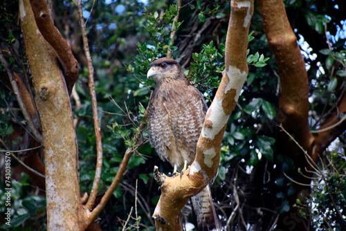 Chimango caracara tiuque