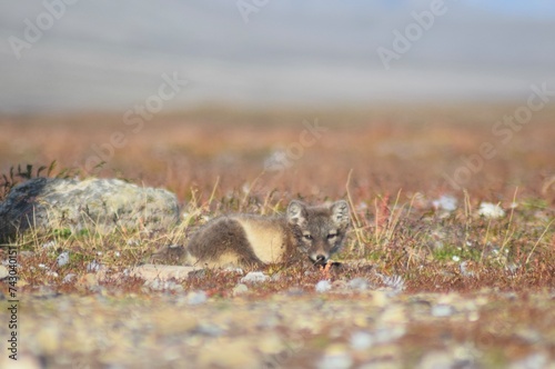 Svalbard  Summer in the high Arctic. Arctic fox pup enjoying a warm summers day in the artic 