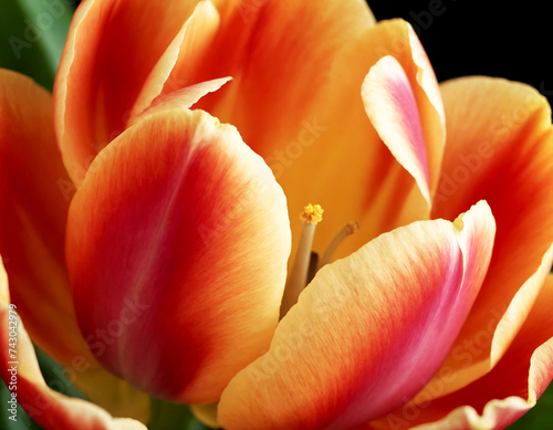 Orange tulip on a dark background  macro photography.