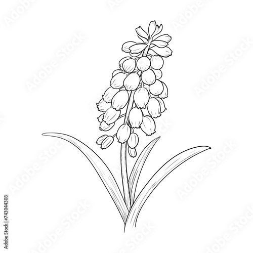 Hand Drawn Vector Muscari Flower