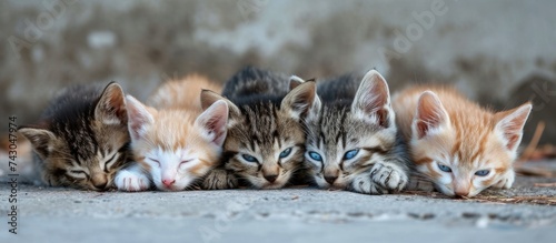 Five young stray kittens with blue eyes cuddled together for warmth at nap time. with copy space image. Place for adding text or design