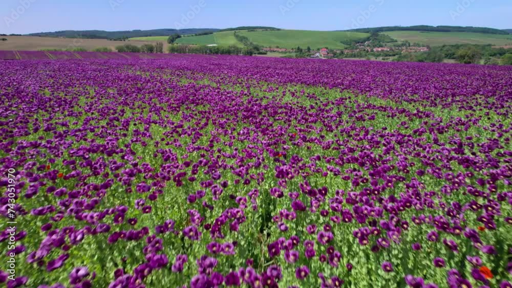 Flight over of blooming opium poppy (Papaver somniferum) flowers fields in South Moravia hills, Czech Republic. Flight over of blooming opium poppy (Papaver somniferum) flowers fields in South Moravia hills, Czech Republic.