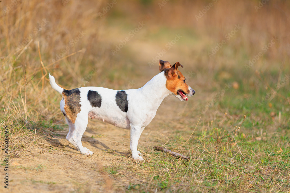 A cute Jack Russell Terrier dog walks in nature. Pet portrait with selective focus and copy space A cute Jack Russell Terrier dog walks in nature. Pet portrait with selective focus and copy space