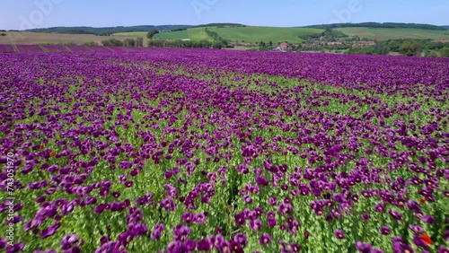 Flight over of blooming opium poppy (Papaver somniferum) flowers fields in South Moravia hills, Czech Republic. photo