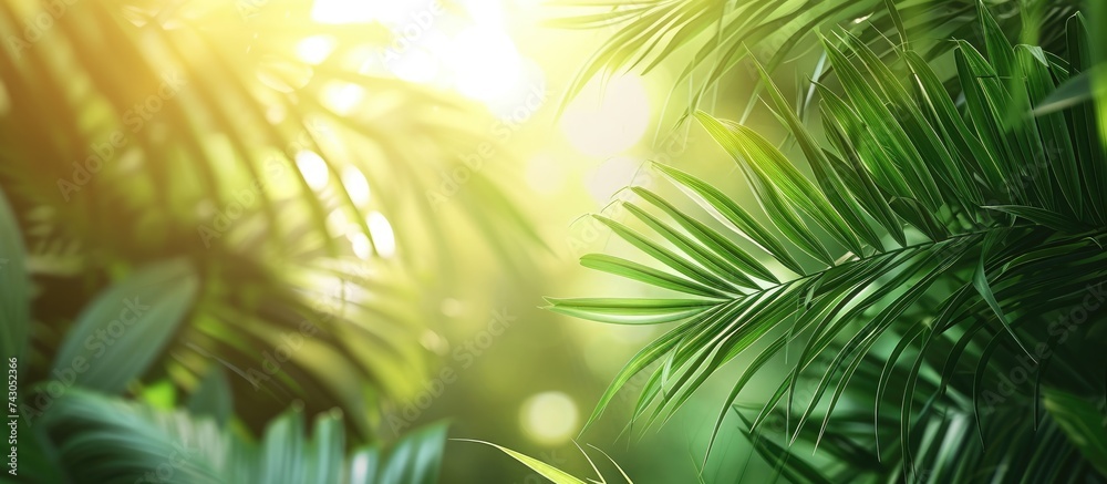 The results on palm leaves before processing into vegetable oil and biodiesel Pure energy. with copy space image. Place for adding text or design - obrazy, fototapety, plakaty 