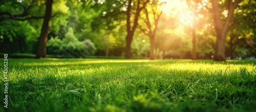 beautiful morning light in public park with green grass field. with copy space image. Place for adding text or design