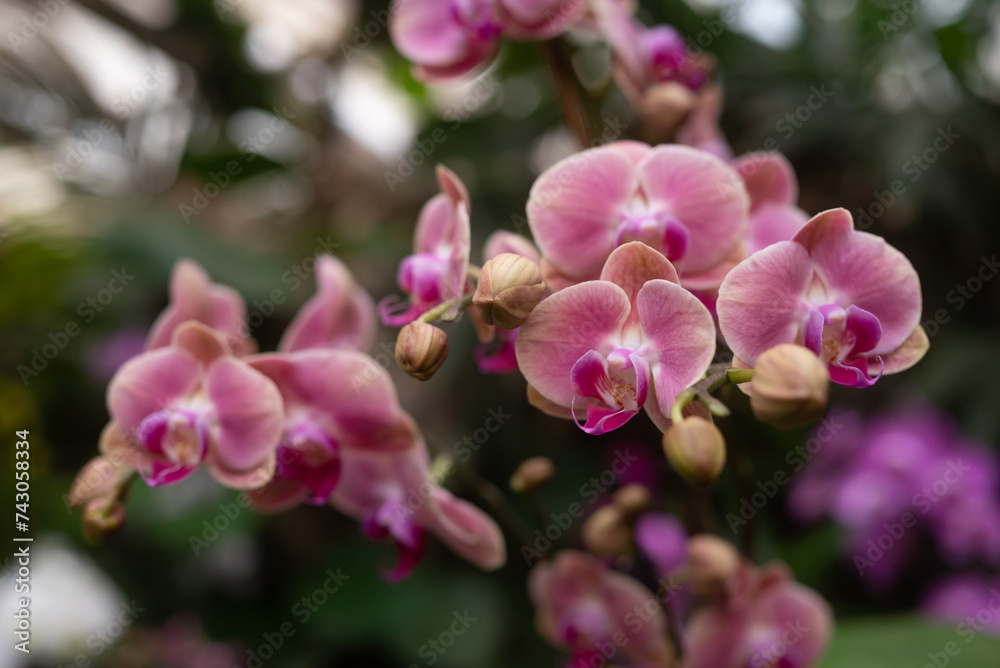 Orchid Flowers bunch on green leaves background. Warm pink Phalaenopsis Moth Orchid Flowers bunch on green leaves background. Warm pink Phalaenopsis Moth
