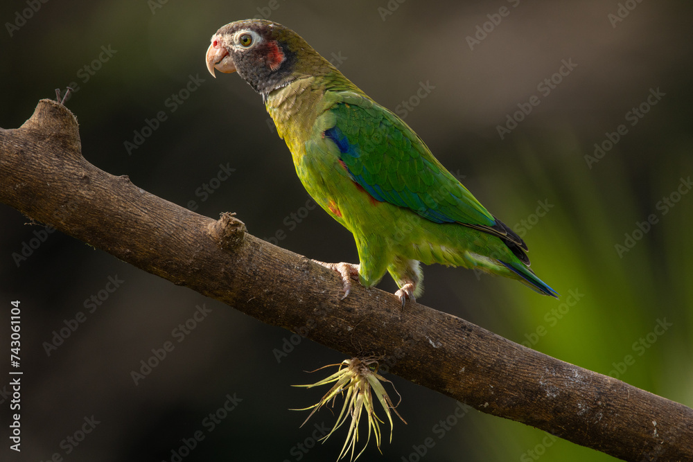 Medium-sized, rather chunky parrot of humid tropical lowlands. Found in rainforest and edge, where easily overlooked in the canopy, feeding quietly on fruits. Most often seen in fast direct flight.
