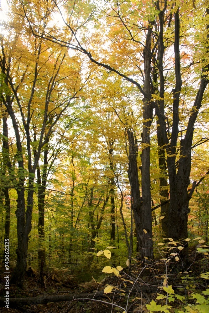 autumn colours in the forest