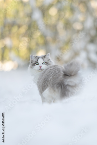 Fotografie Ragdoll Cat im Schnee - Mink blue bicolor