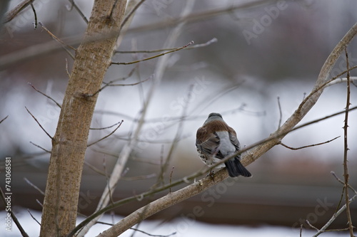 Kwiczoł siedzący na gałęzi drzewa w zimowy dzień