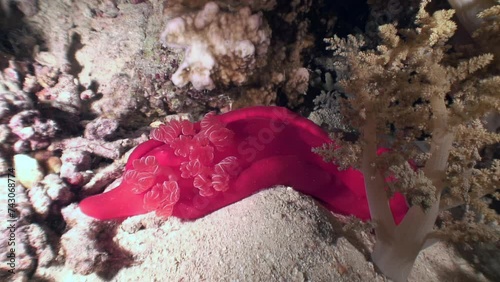 Spanish dancer Hexabranchus sanguineus makes underwater world truly impressive. Breathtaking Spanish dancer Hexabranchus sanguineus makes underwater world truly impressive. Red Sea. photo