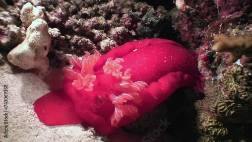 Bright red Spanish dancer Hexabranchus sanguineus on coral reef of Red Sea. Impressive bright red Spanish dancer Hexabranchus sanguineus adds to allure of underwater world. photo