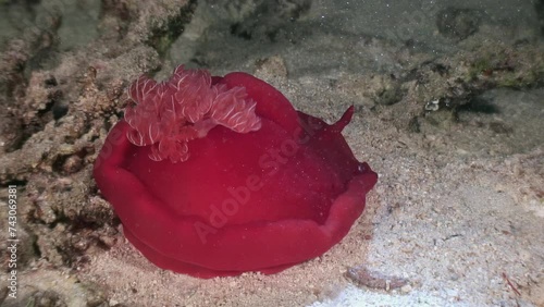 In underwater world, bright red Spanish dancer Hexabranchus sanguineus creates impressive spectacle. Red Sea. photo