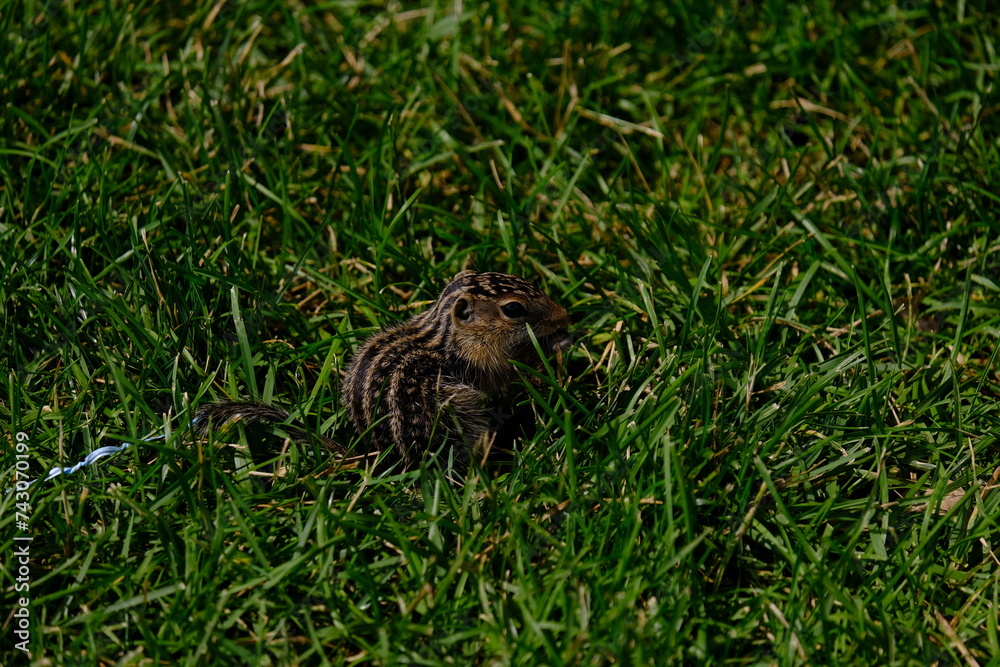 Obraz premium Souix Falls, SD Cute little Rat of some kind