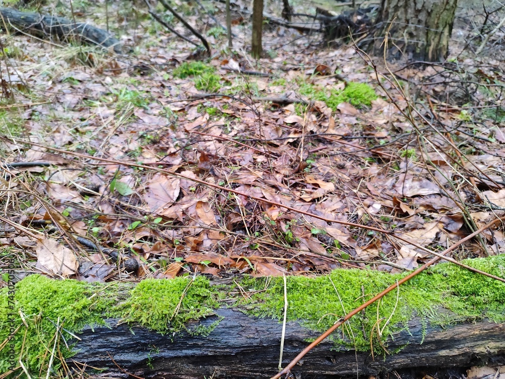 Obraz premium a fallen trunk against the background of the forest floor