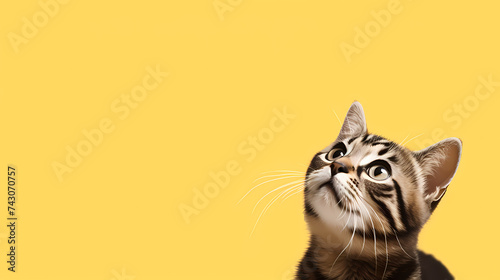 cat background © jiejie