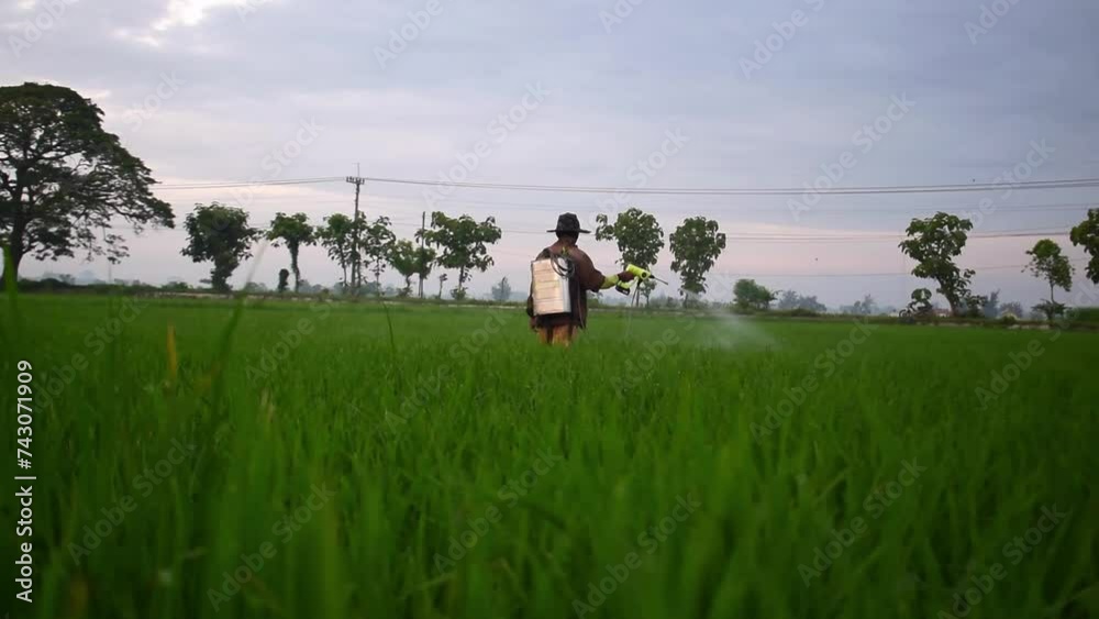 Senior Male Farmer Spraying pesticides to paddy plant on his rice field