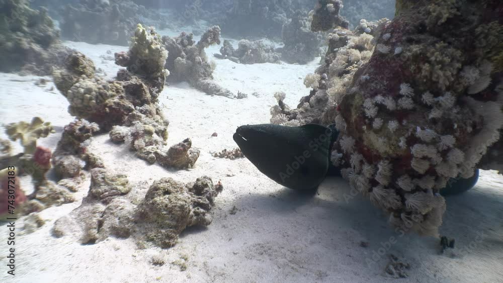 Underwater coral reef is perfect setting for impressive moray eel