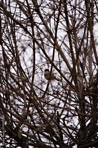 Wróbel siedzący na gałęzi żywopłotu, ukryty w plątaninie konarów