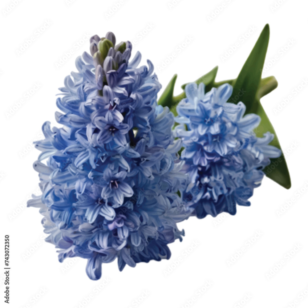 blue hyacinth isolated on white