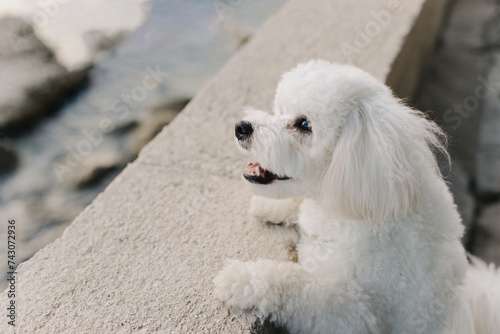 Cute Bichon Frise puppy walking on the embankment. Portrait of a little dog.