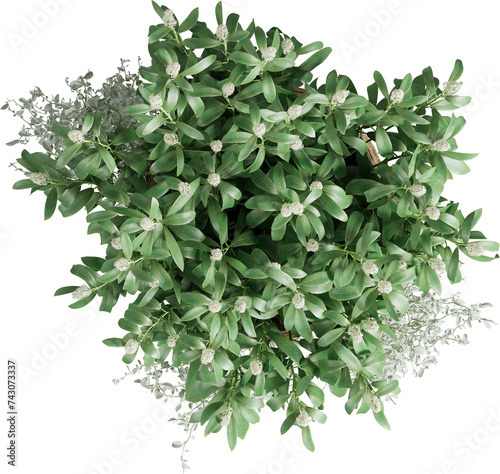 Top view of potted houseplant