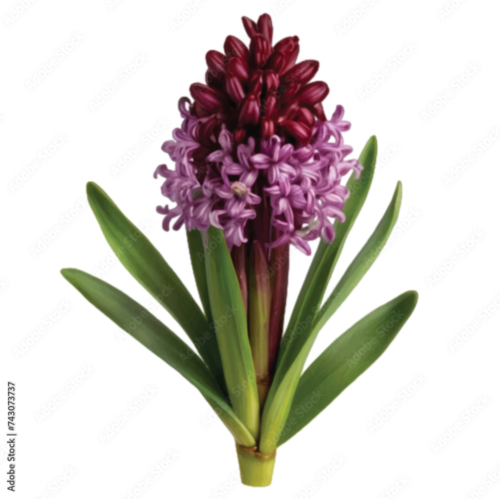 Fototapeta premium pink hyacinth isolated on white background