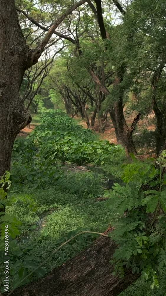 Beautiful river surrounded by greenery and trees Beautiful river surrounded by greenery and trees