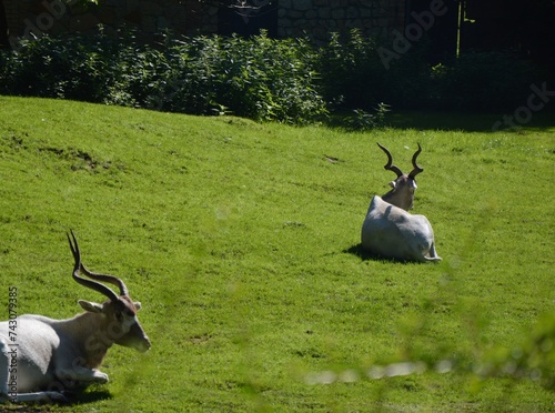 antelope in the zoo