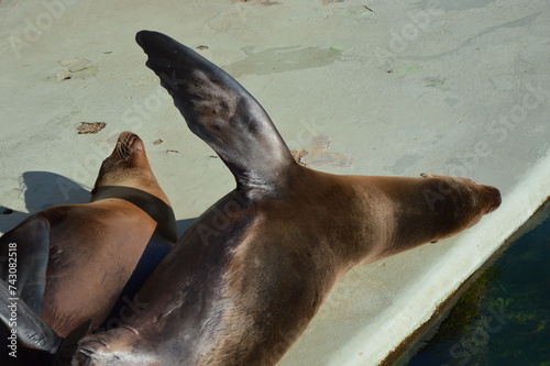 seal in the enclosure  zoo