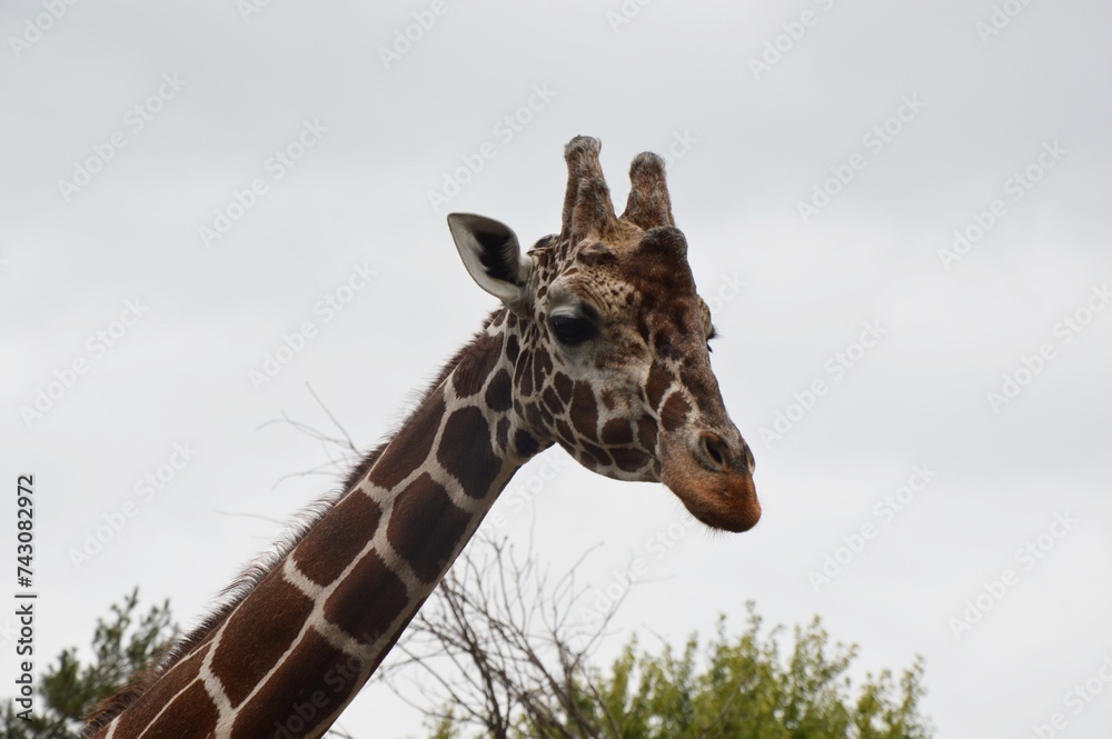 Fototapeta premium giraffe in the zoo