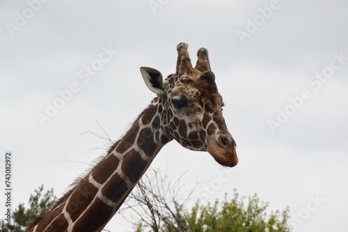 Fototapeta Naklejka Na Ścianę i Meble -  giraffe in the zoo