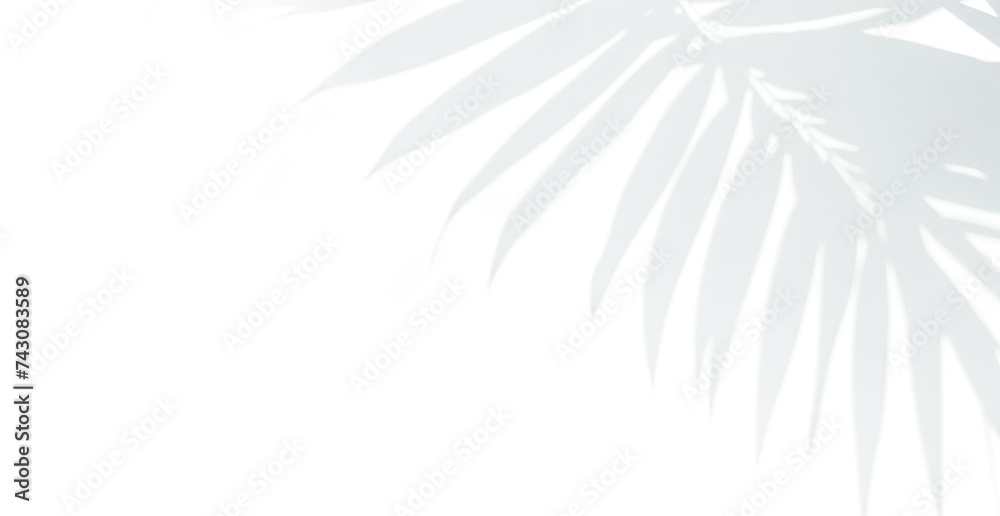 Palm leaf shadow overlay. Tropical leaves natural shadow overlay isolated on transparent texture background. Transparent blurry leaf shadow on wall for product presentation, backdrop and mockup, png	