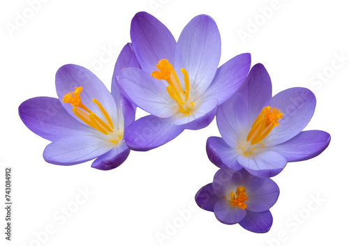Group of four blue and yellow crocus blossoms, close up, isolated picture, transparent background