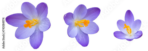 Set of 3 blue violet and yellow colored crocus blossoms, close up isolated picture, transparent background