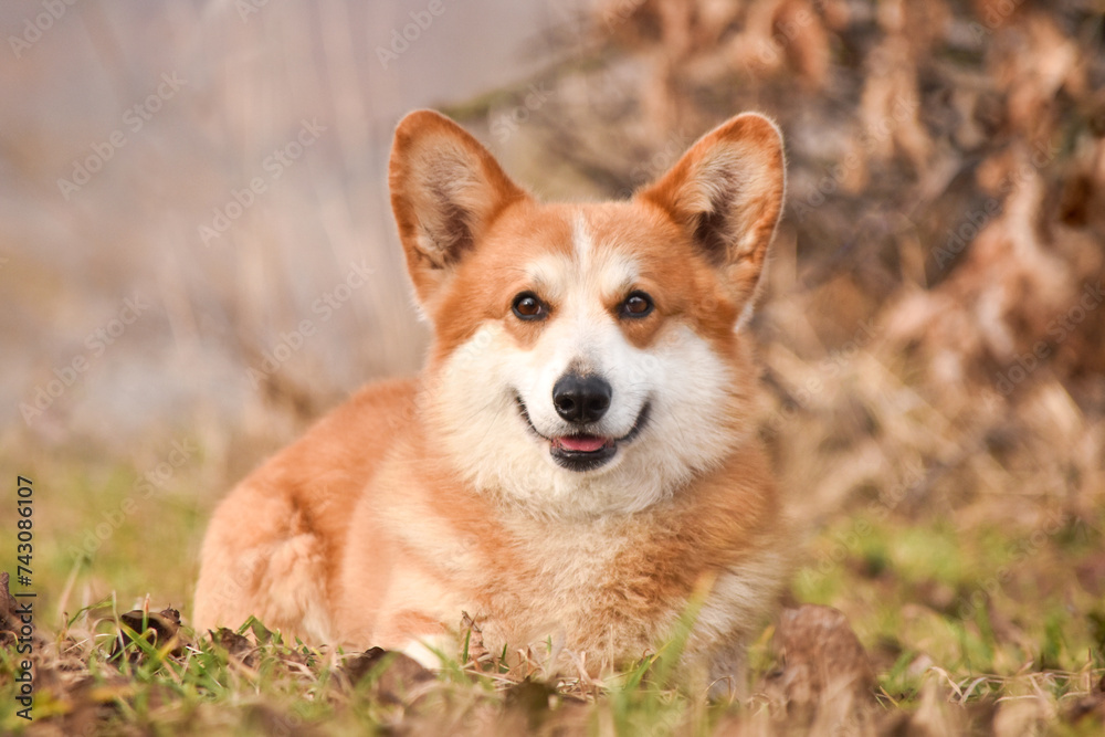 Pembroke Welsh Corgi dog lies on yellow leaves in the autumn park and looks at the camera