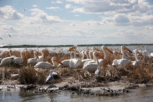 gulls and pelicans nesting on the beach