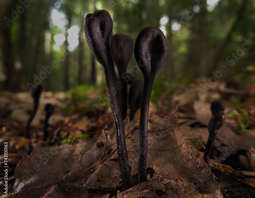 Trichoglossum velutipes photo