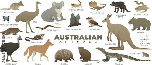Australian wild animal set. Including kangaroo, koala, quokka, tasmanian devil, dingo. Vector illustration of wildlife. Animals of Australia isolated on white background. photo