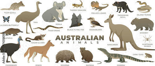 Australian wild animal set. Including kangaroo, koala, quokka, tasmanian devil, dingo. Vector illustration of wildlife. Animals of Australia isolated on white background.