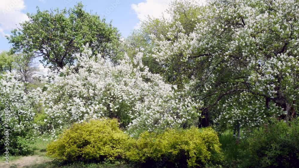 Blooming tree branches with white flowers drenched in the sun. Botanical Garden. Medium long shot of Manchurian crabapples (a species in the rose family) in flower. High quality 4k footage Blooming tree branches with white flowers drenched in the sun. Botanical Garden. Medium long shot of Manchurian crabapples (a species in the rose family) in flower. High quality 4k footage